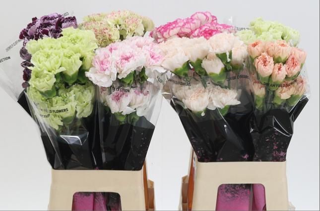 Dianthus St Mixed In Bucket 60cm