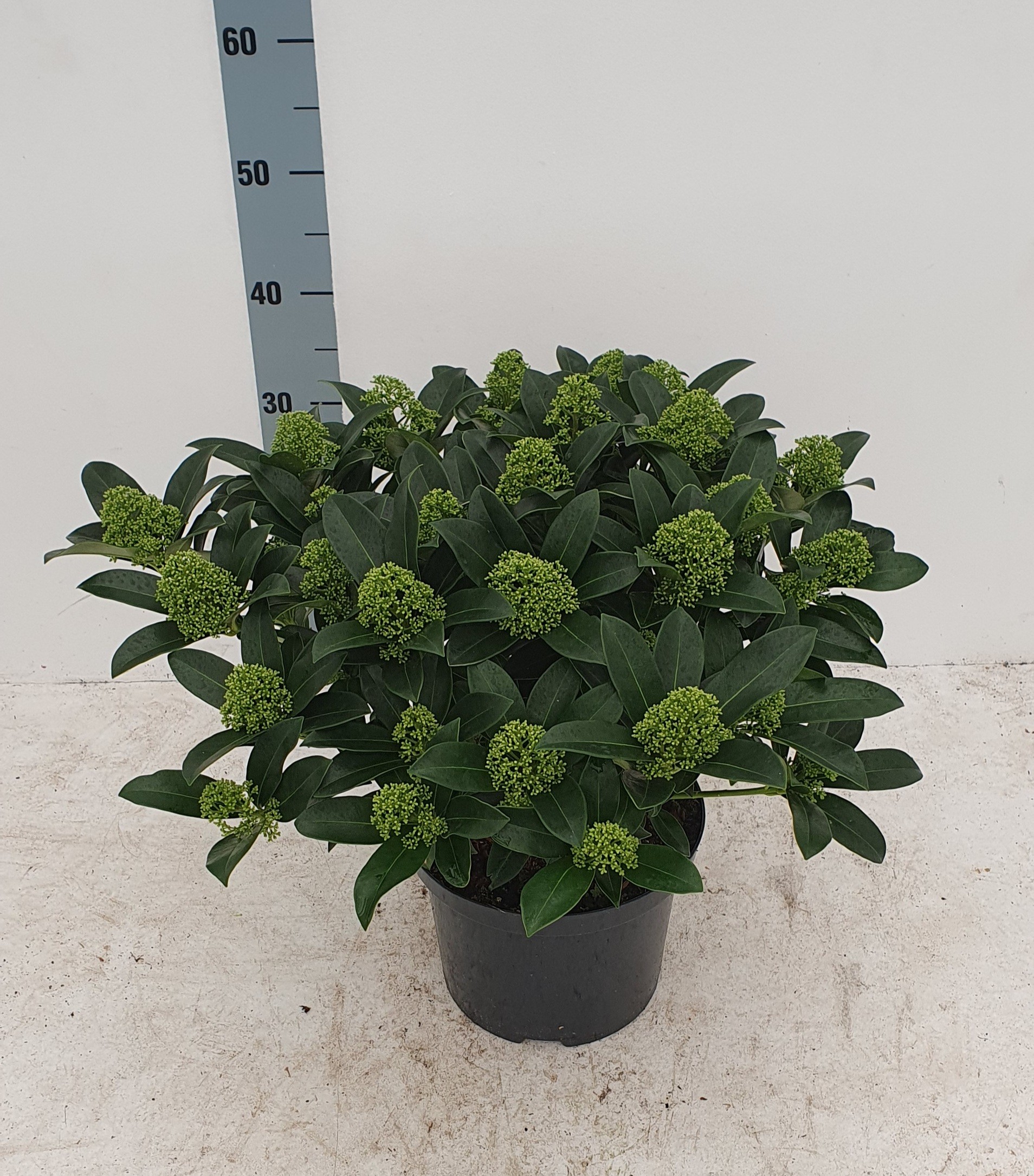 Picture of Skimmia jap. White Globe P23 (5 Ltr) 35-FLOWERS