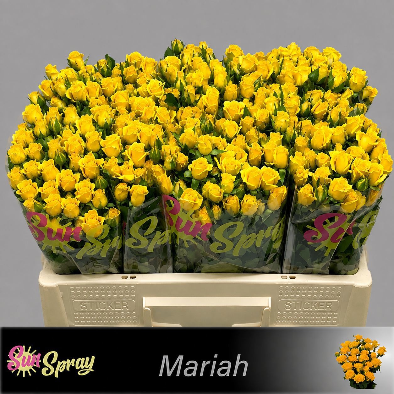 Rosa Spray Mariah 50cm