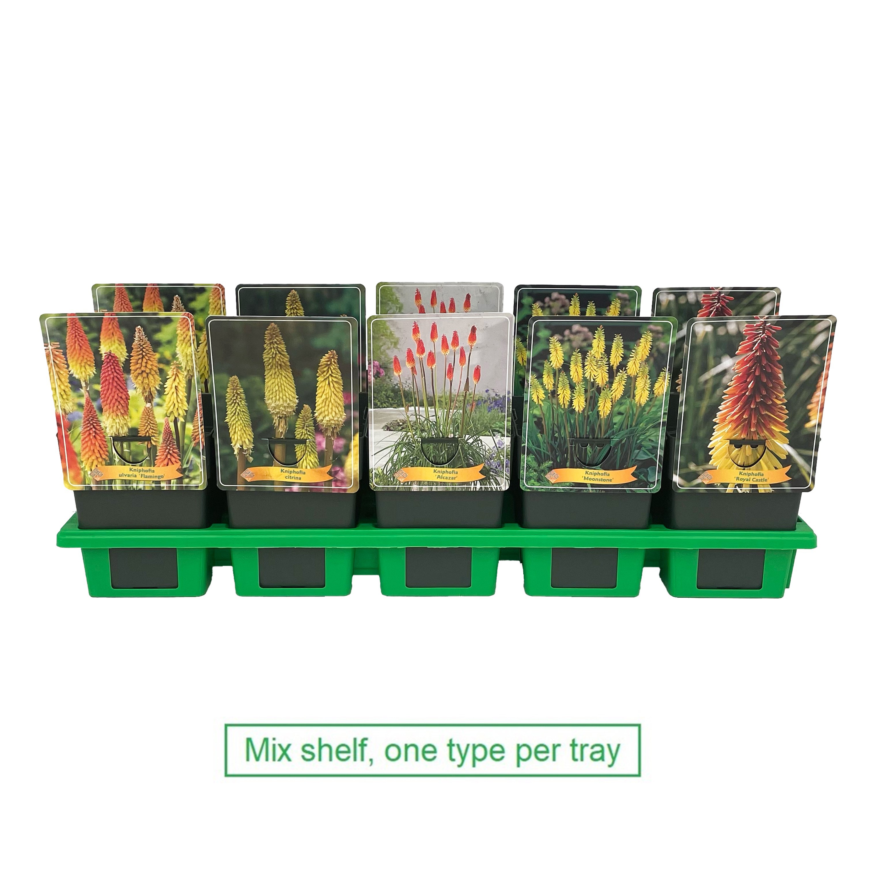 Picture of Kniphofia Mix 6x10 srt. per shelve P11