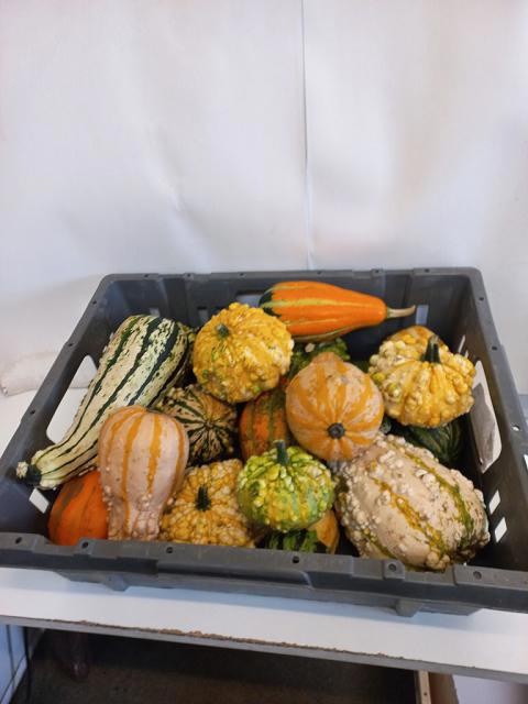 Cucurbita Maya Mix