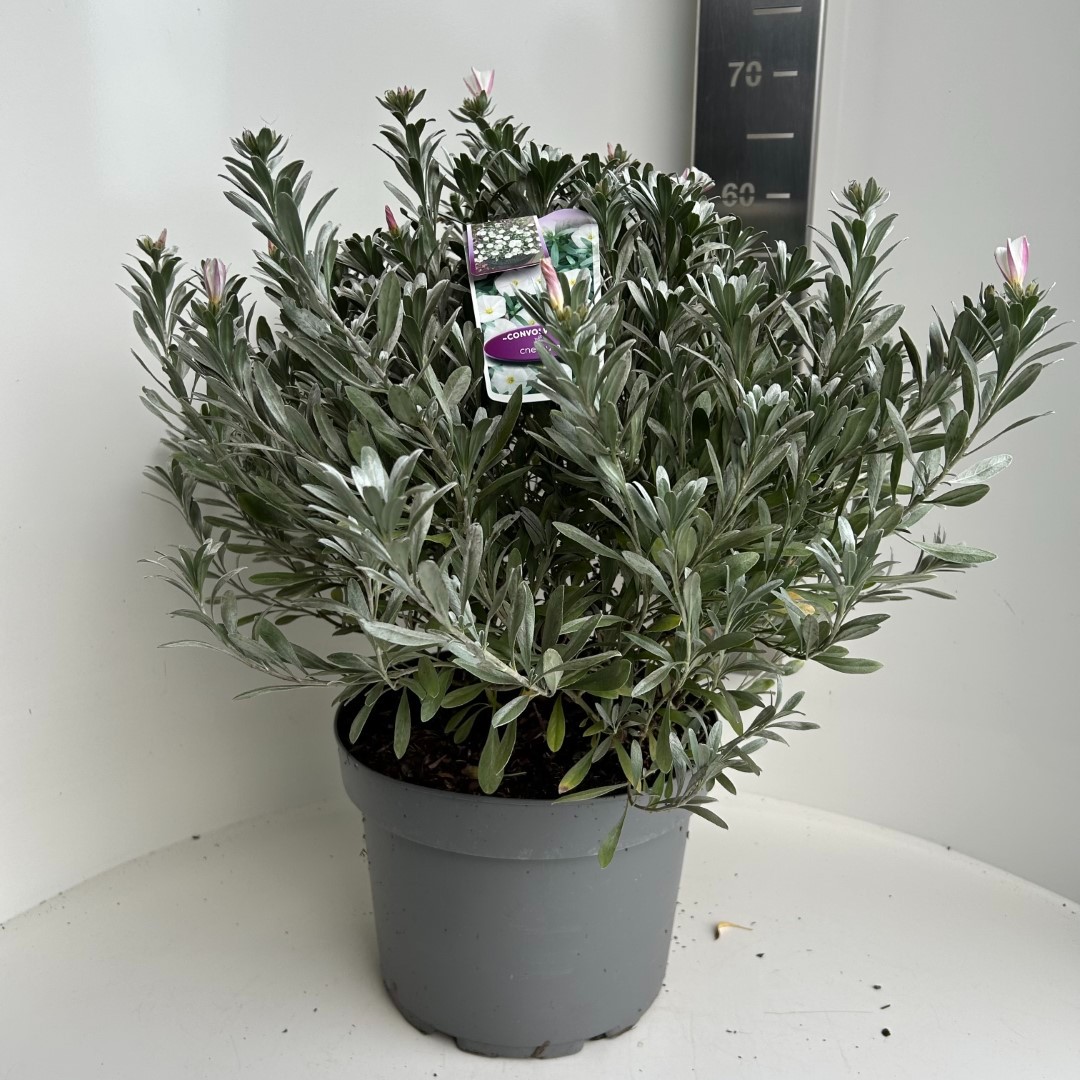 Picture of Convolvulus cneorum P29 (10 Ltr) (LOOSE)