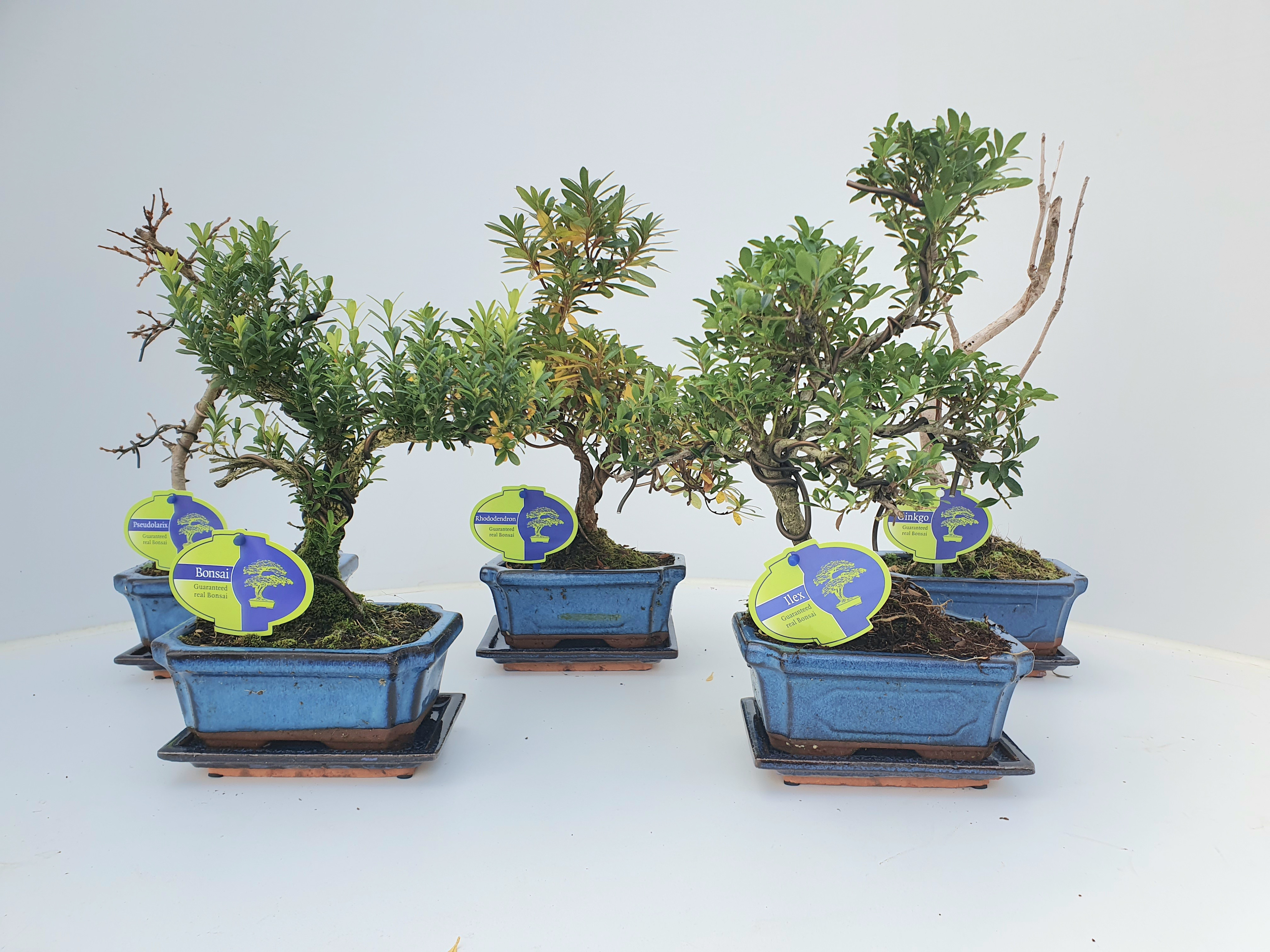 Picture of Bonsai mix outdoor, 15 cm., shape, with drip tray - Partly without leaves during winter P15 30CM