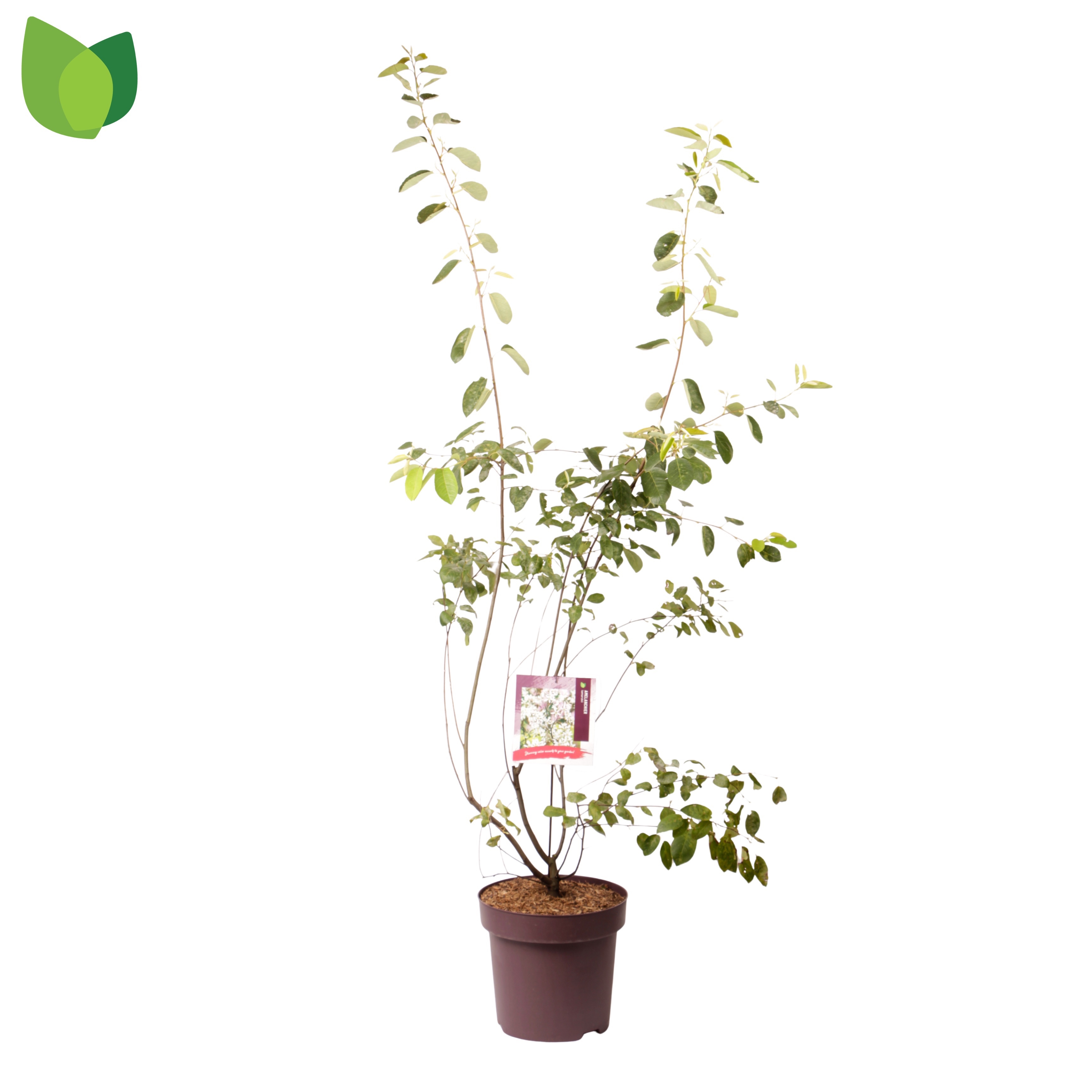 Amelanchier lamarckii