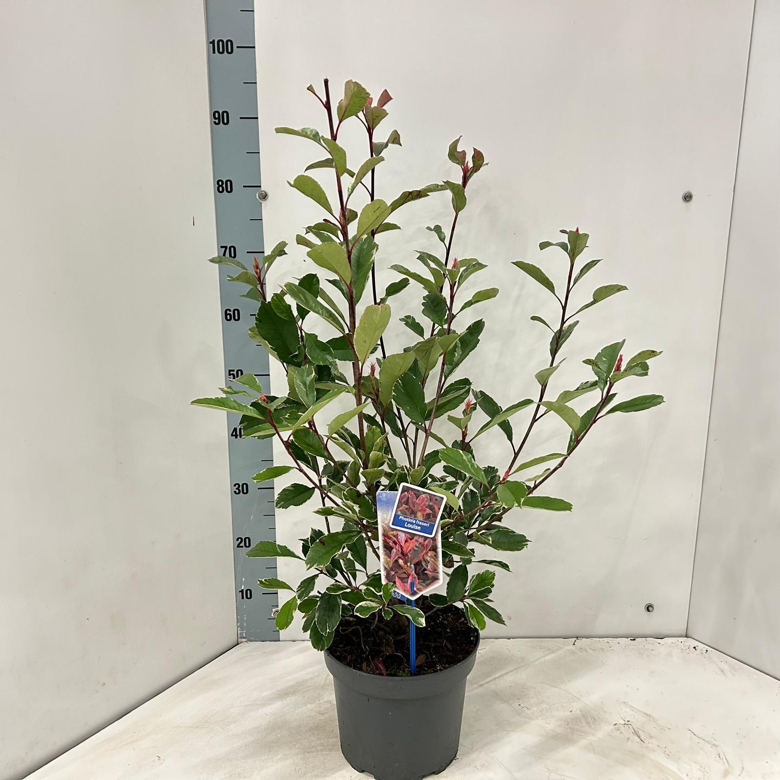 Picture of Photinia fraseri Louise ('McLarlou'PBR)