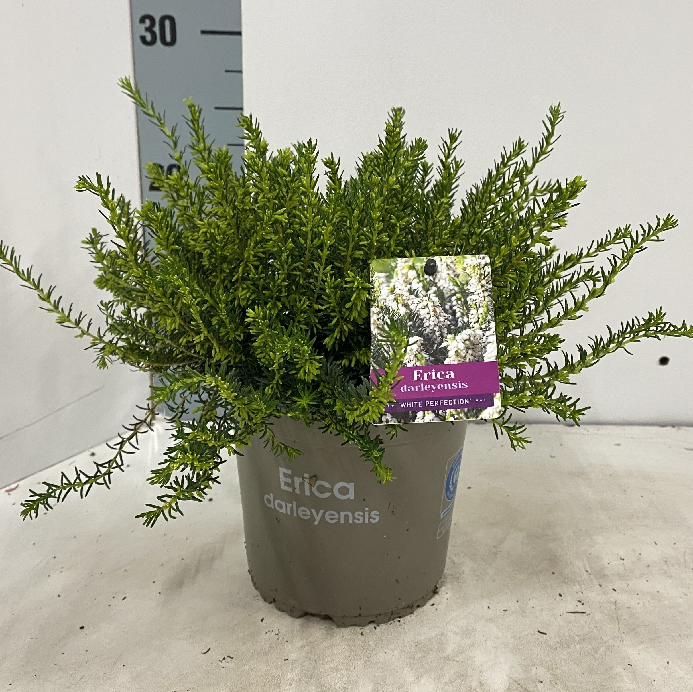 Erica darleyensis 'White Perfection'