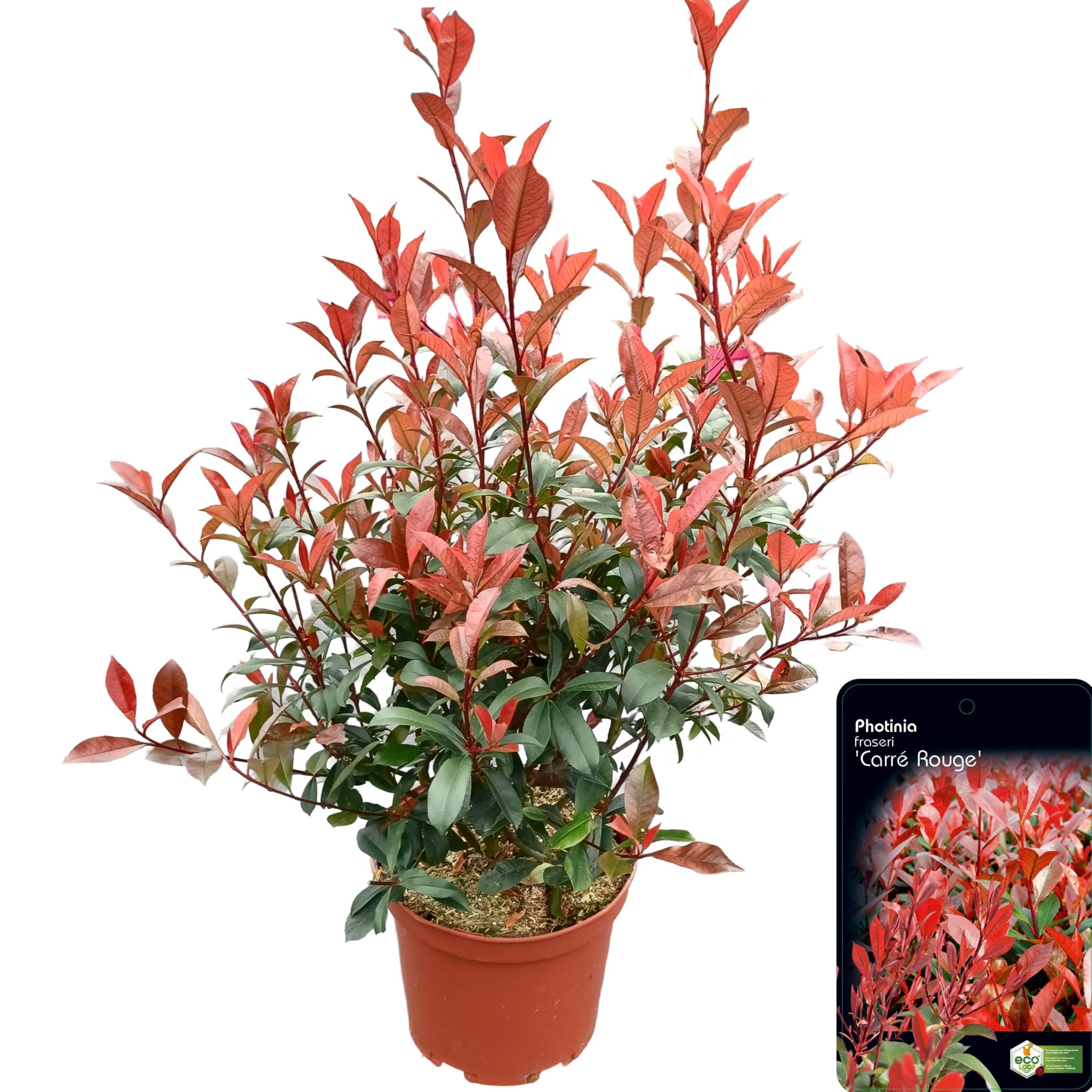 Picture of Photinia fraseri 'Carré Rouge' C10
