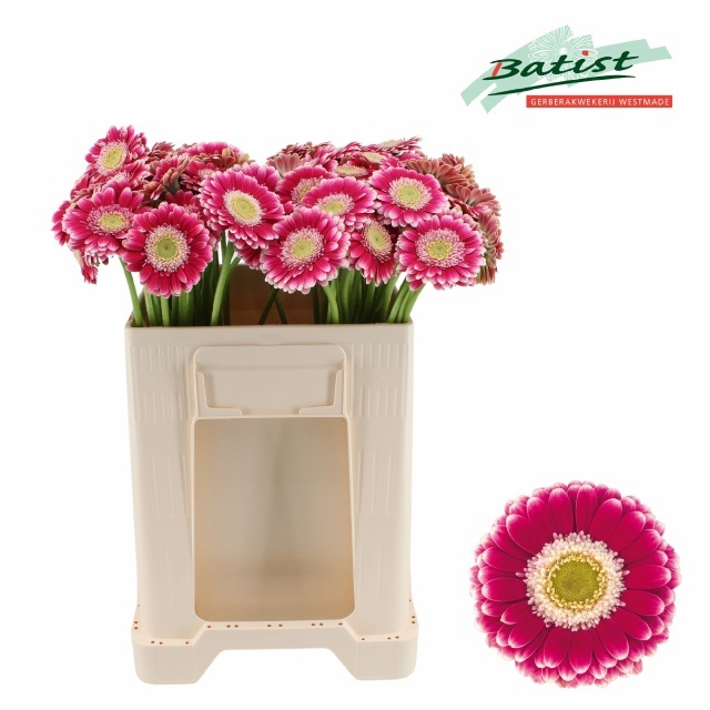 Gerbera Mini Cassis