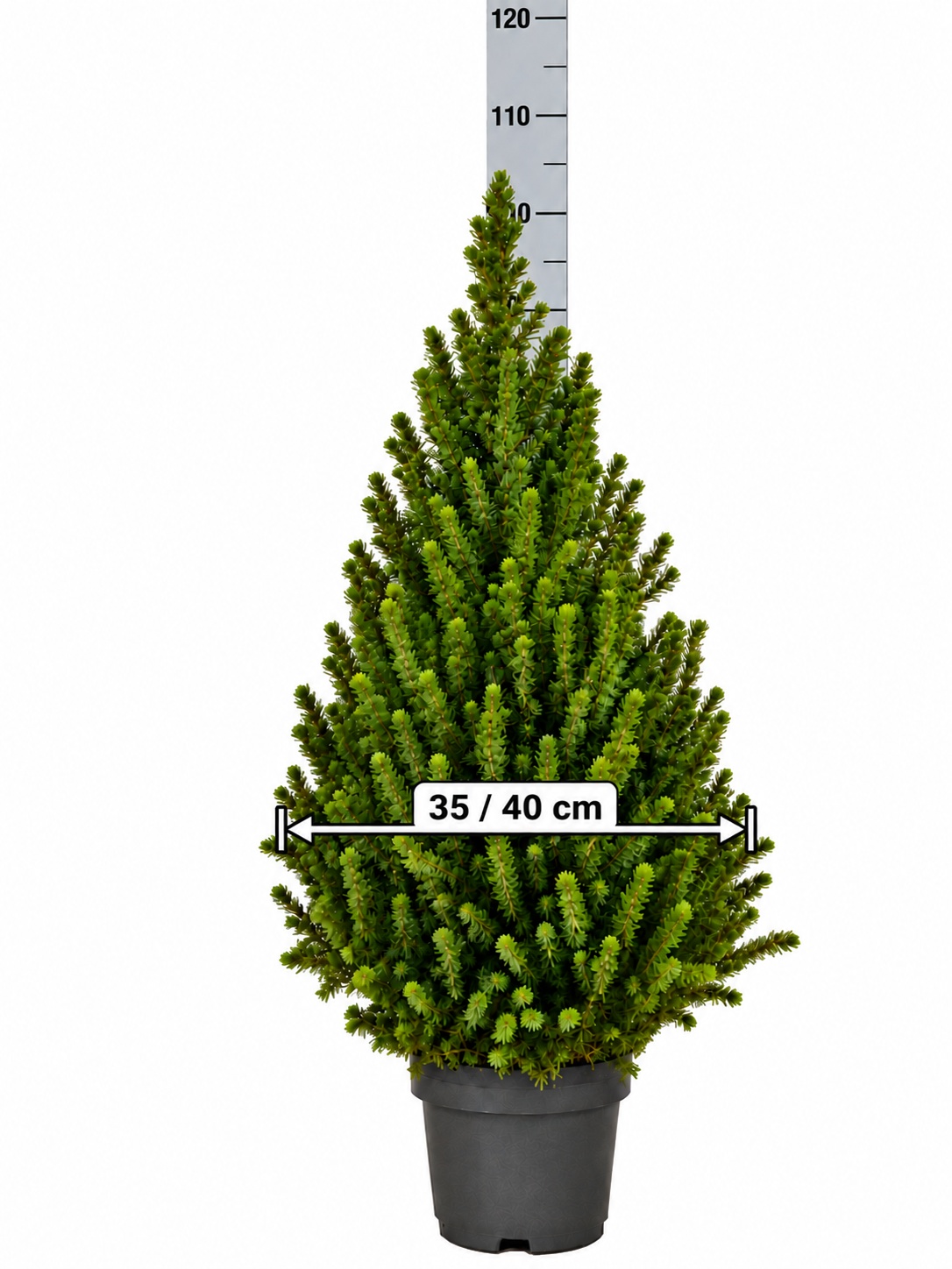 Picea Glauca Conica 22Ø 100cm