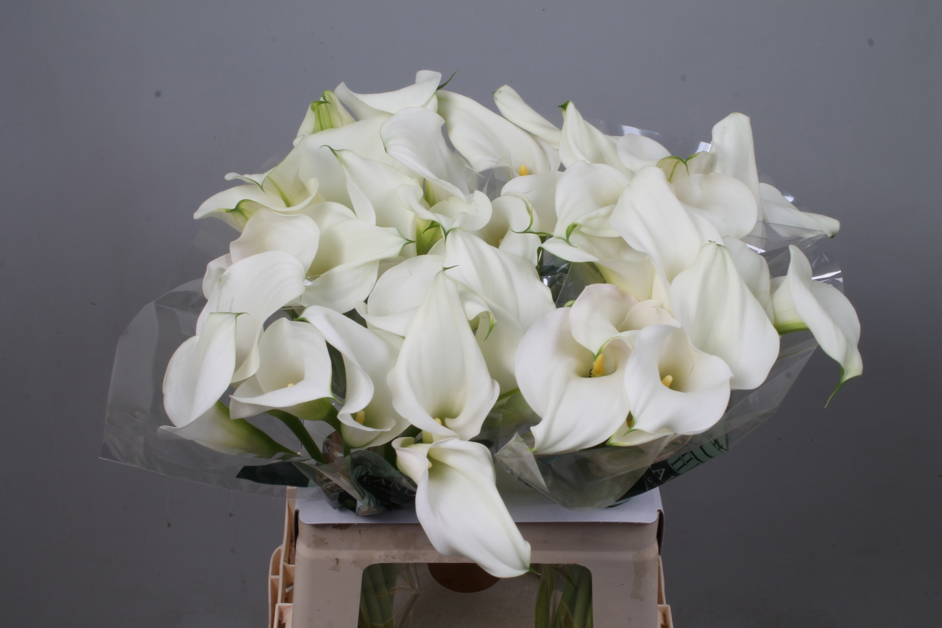 Calla Capt Ventura 60cm