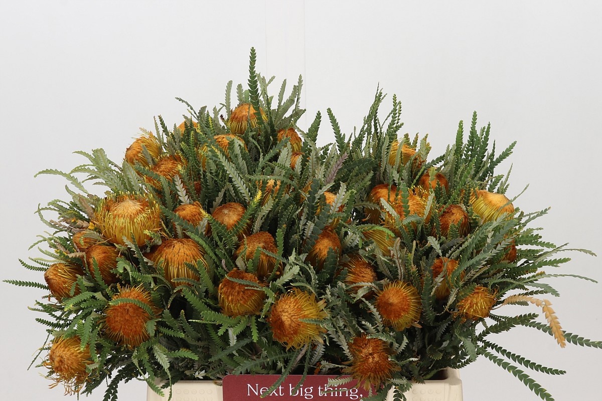 Dryandra Formosa 40cm