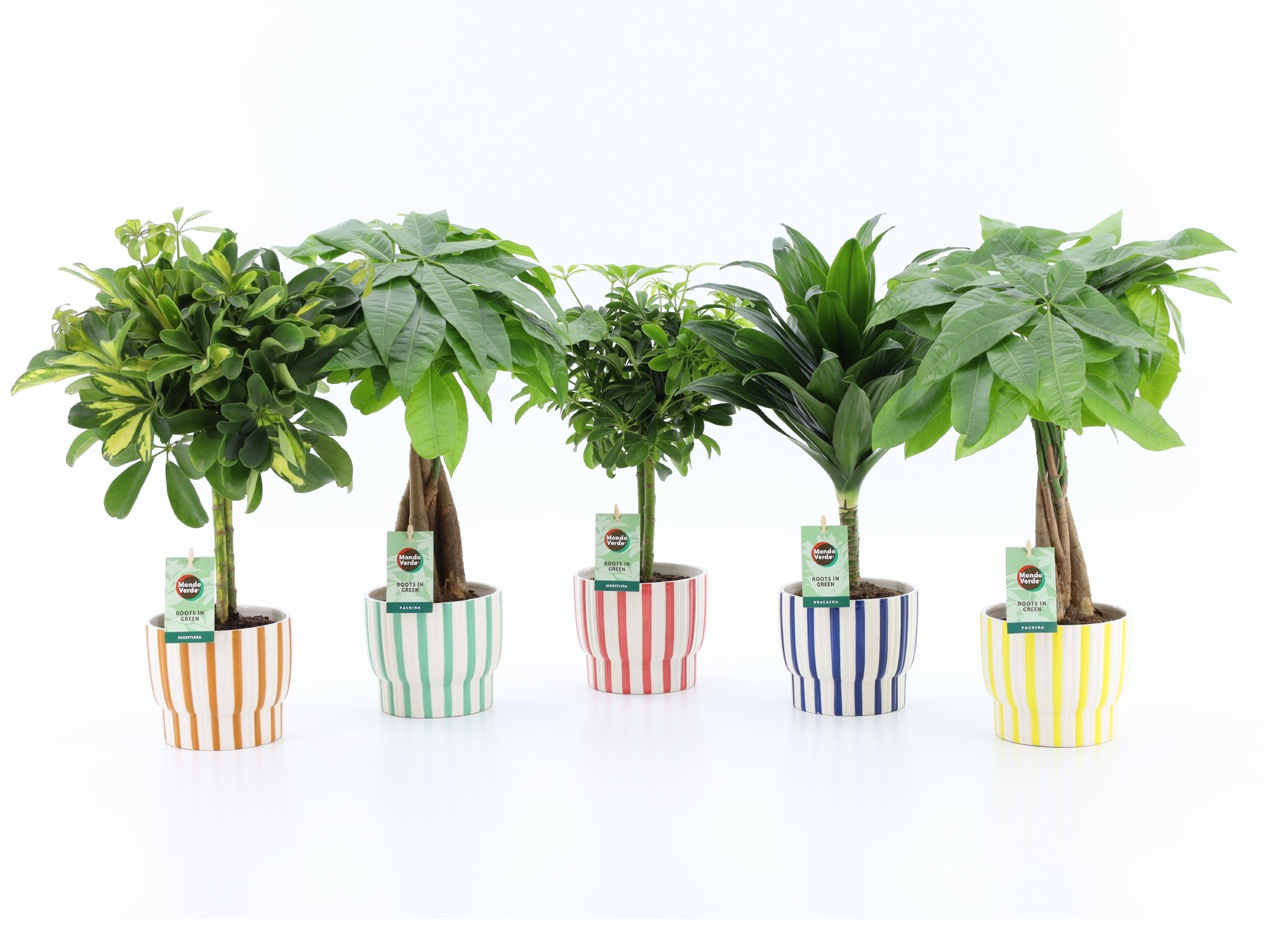 Picture of Houseplants stem in varieties in Pastel Stripe ceramic P13 45cm