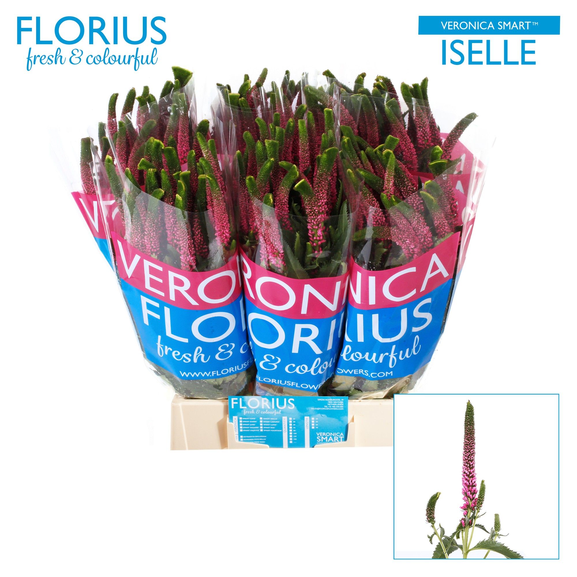 Veron Smart Iselle