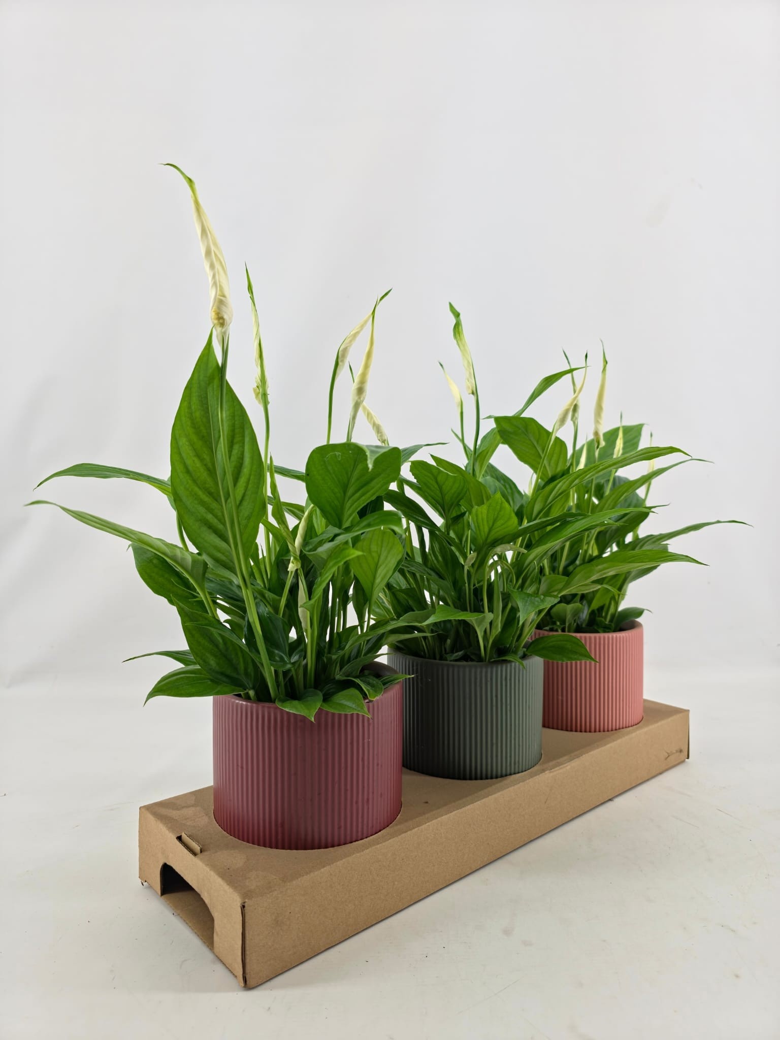 Spath Torelli 13Ø 40cm