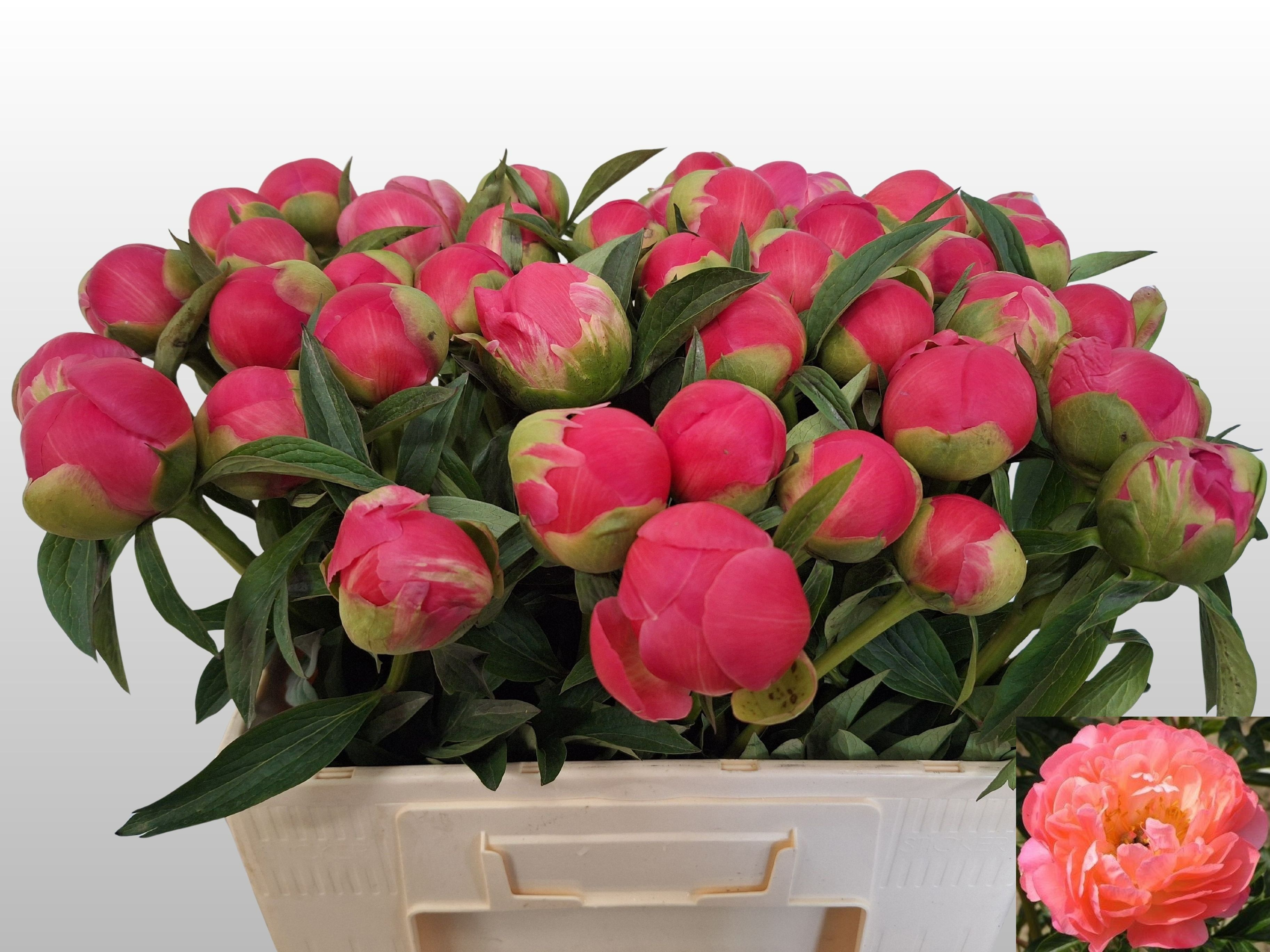 Paeo Coral Charm 55L.cm 34bloei
