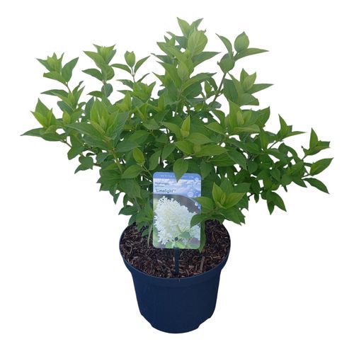 Hydrangea paniculata 'Limelight' p23 vd. Peijl