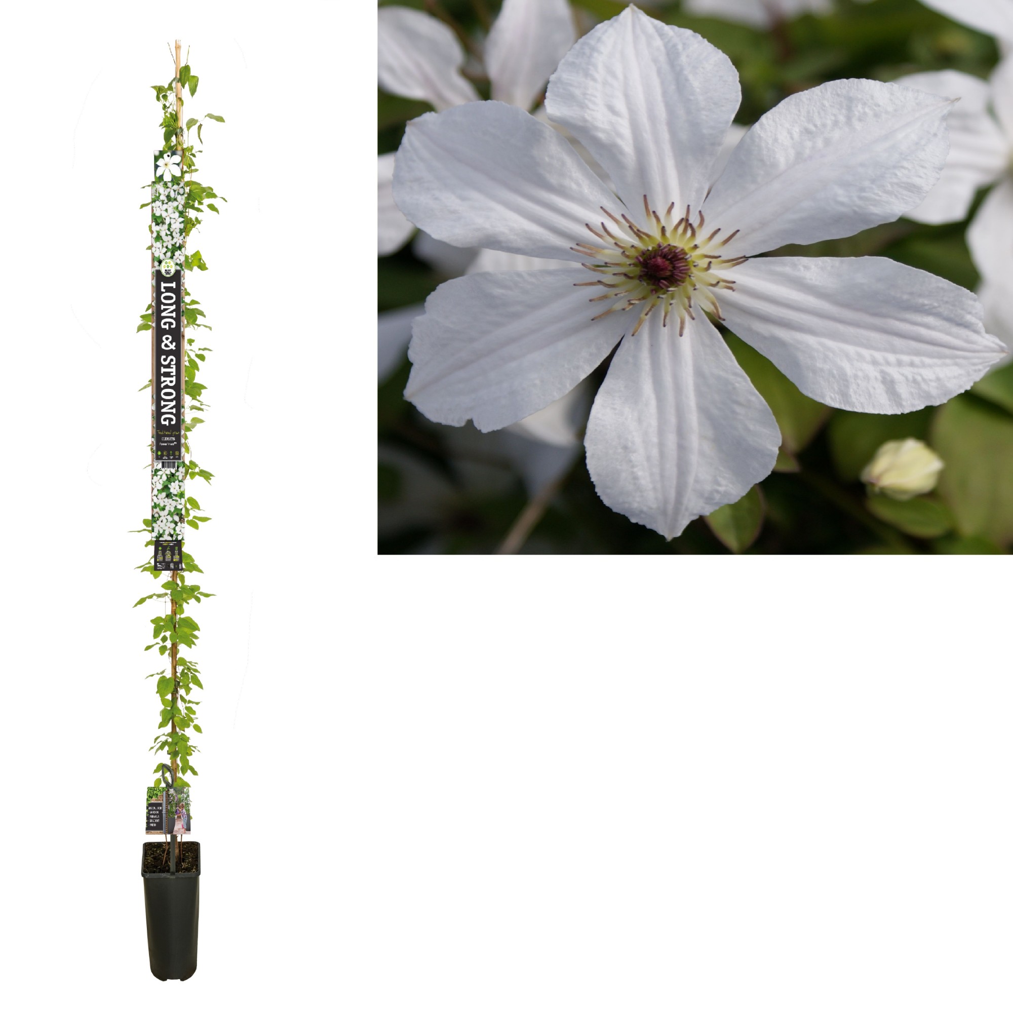 Picture of Clematis Forever Friends PBR +Long & strong label P23 (5 Ltr) 210cm