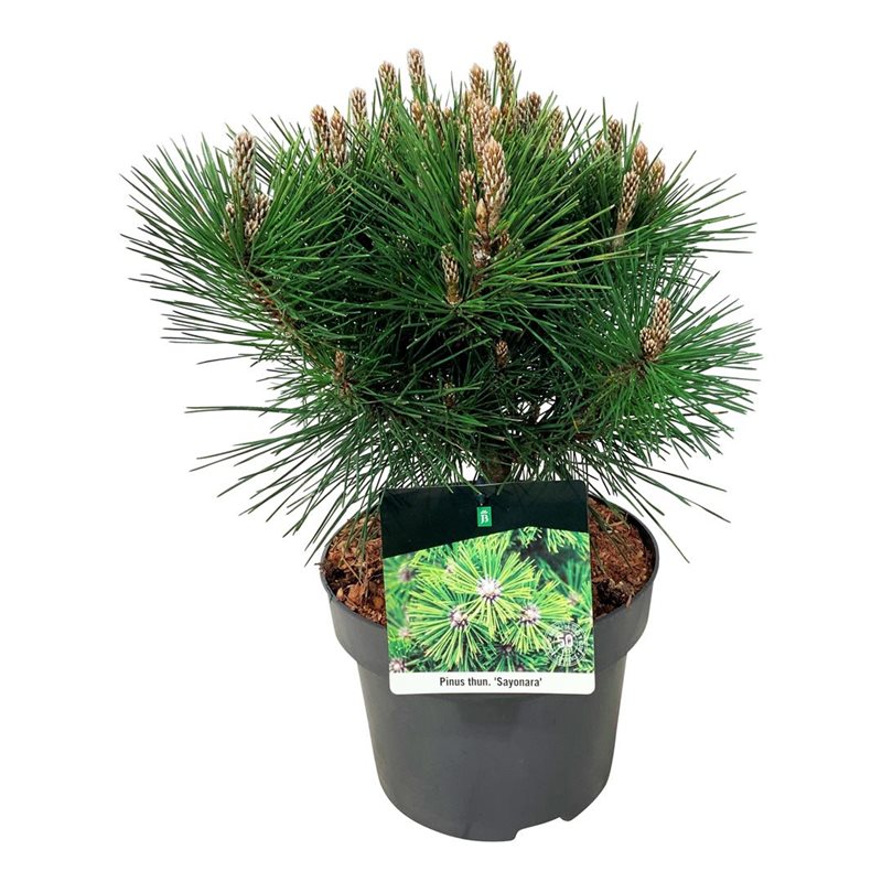 Picture of Pinus thunbergii 'Sayonara'
