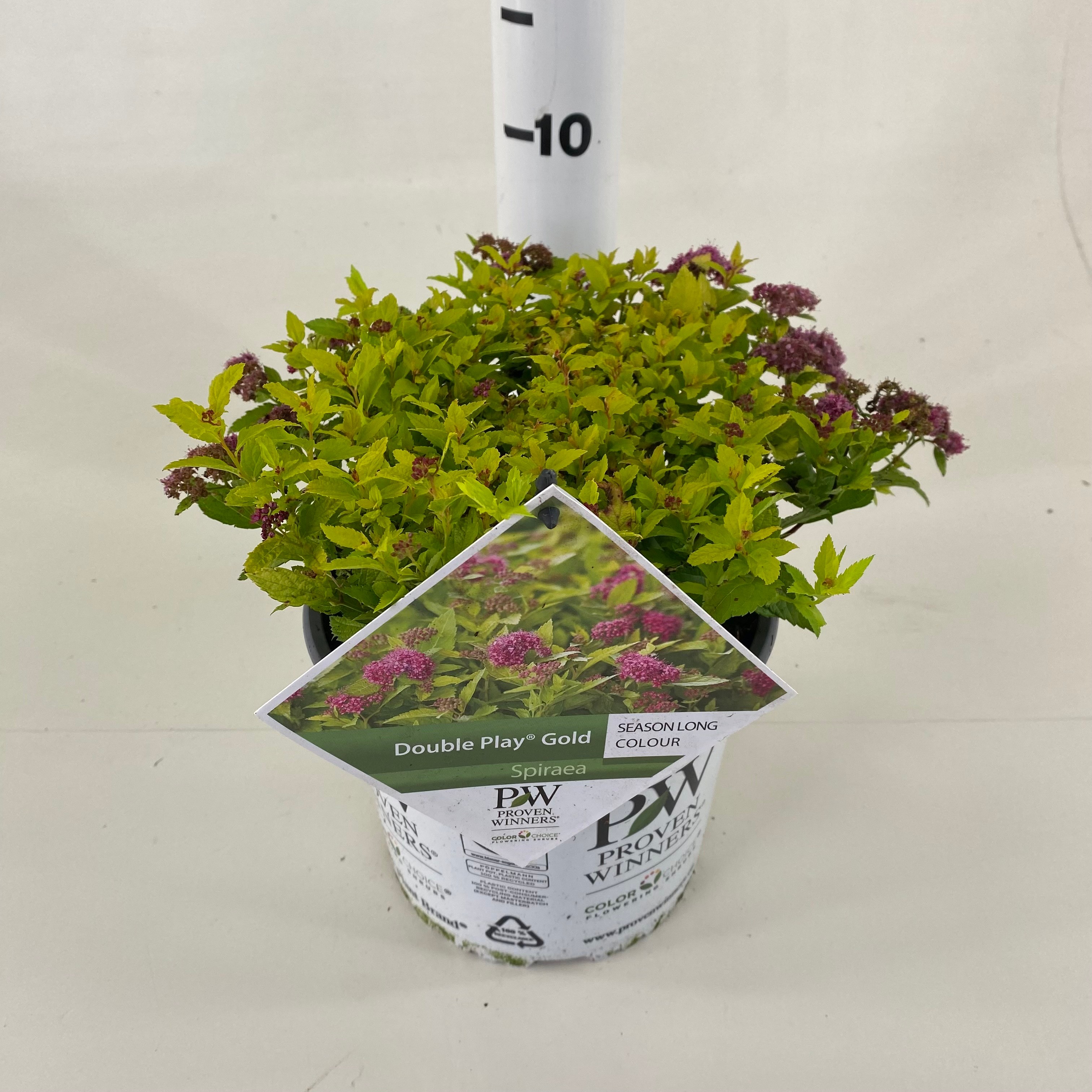 Picture of Spiraea Double Play ® Gold P19 (3 Ltr) (LOOSE)