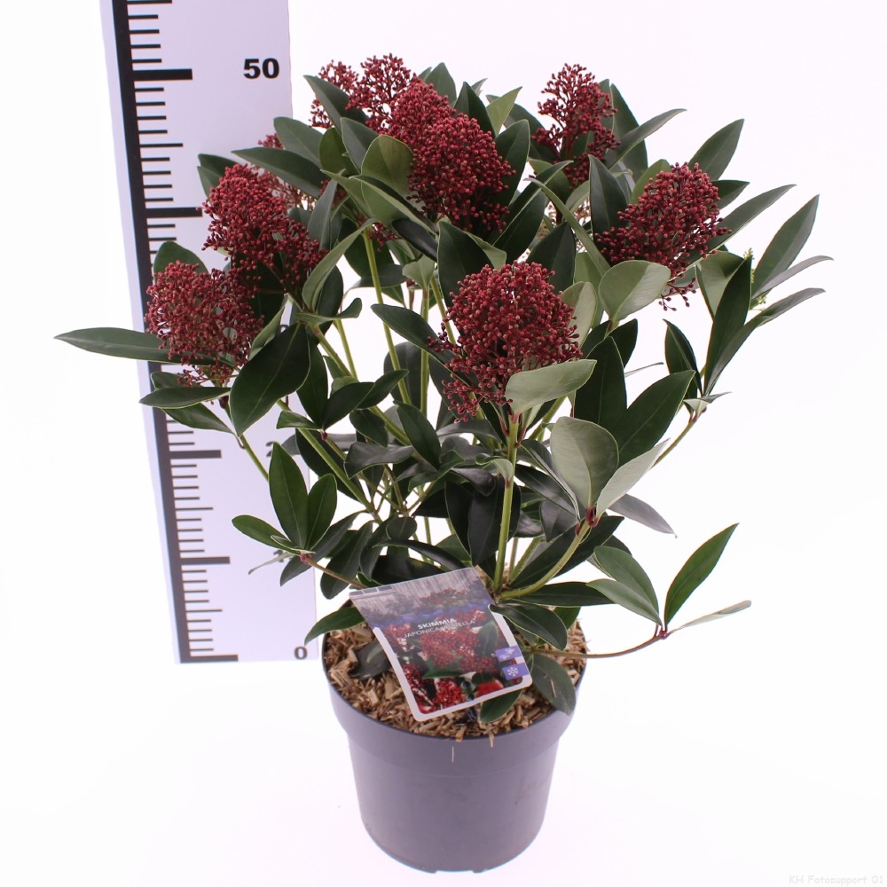 Picture of Skimmia jap. Rubella P19 (3 Ltr) (LOOSE)