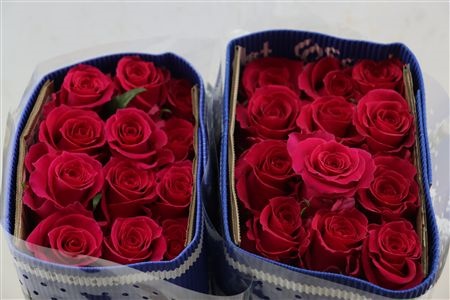 Rosa Gotcha 60cm