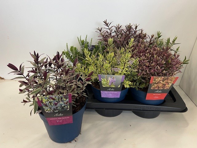 Picture of Hebe specials mixtray