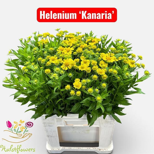 Helenium Kanaria 60cm