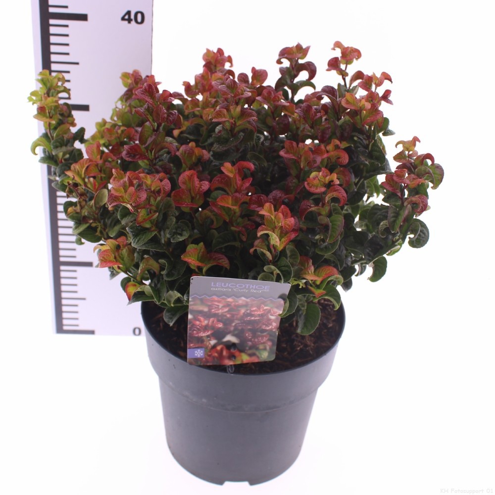 Picture of Leucothoe axillaris 'Curly Red'