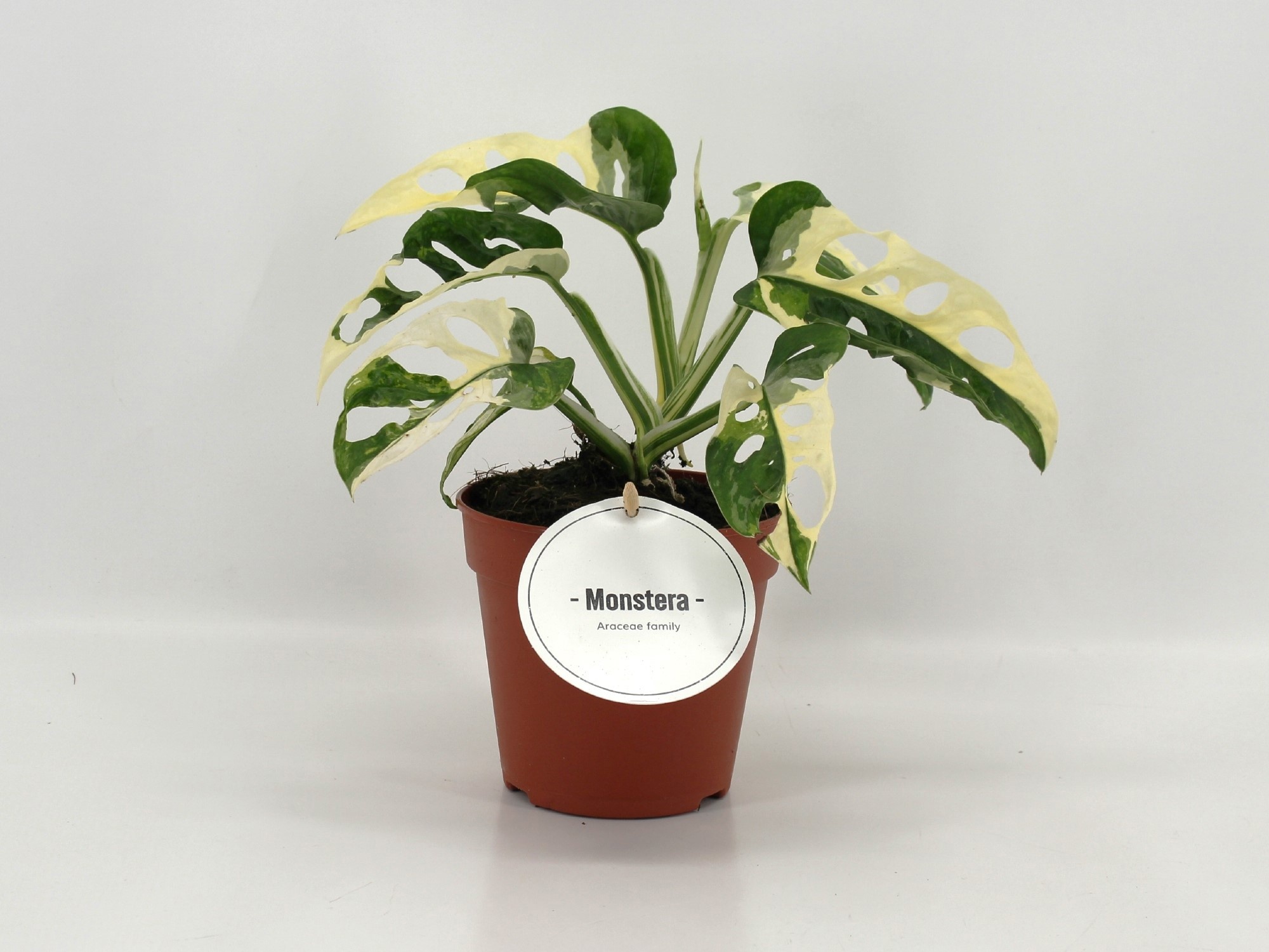 monstera jewellery Monstera Ring in Gold