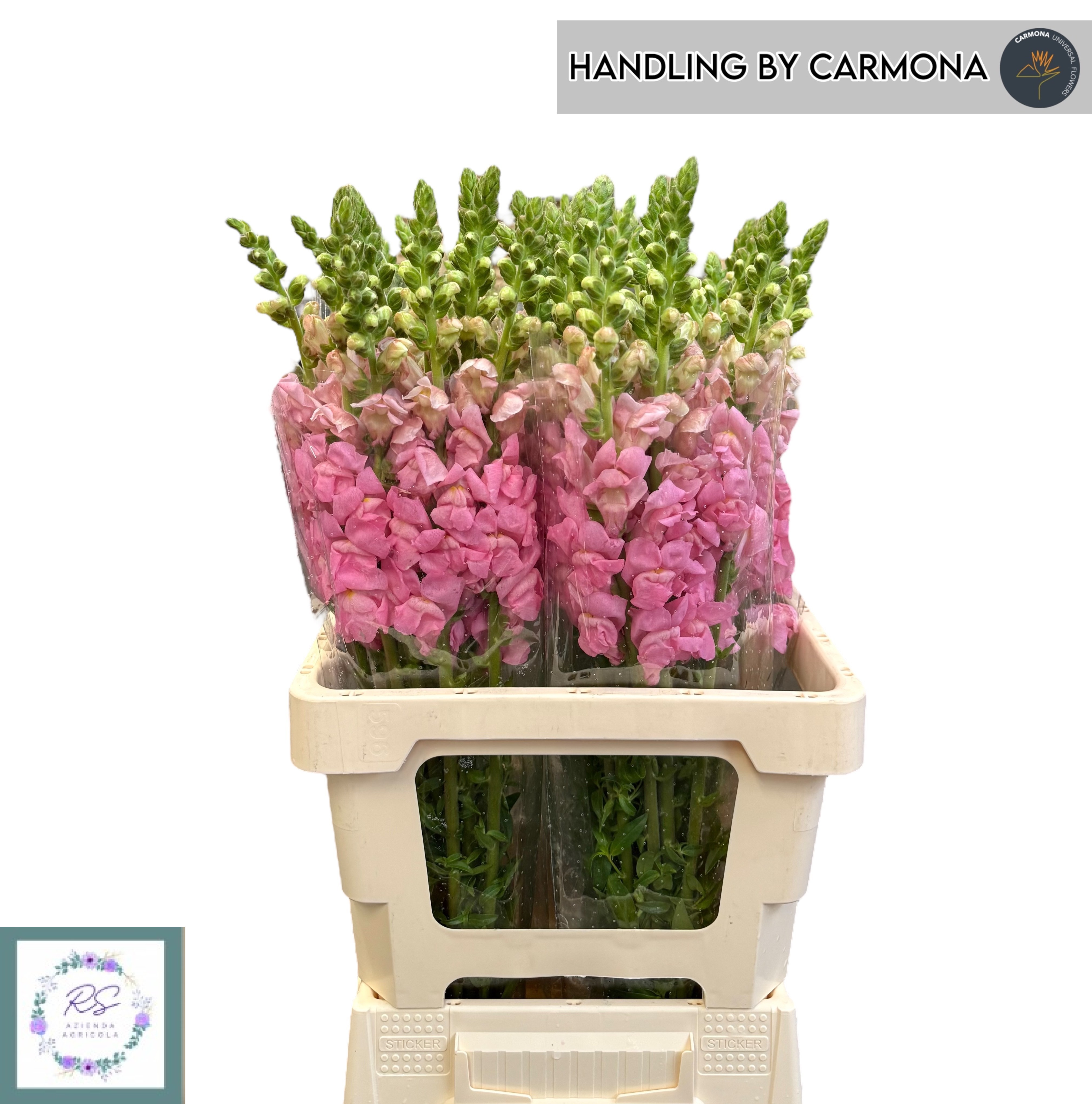 Antirrhinum Poto Early Pink 60cm