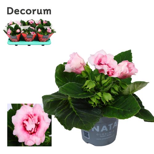 Gloxinia sonata pink p13 Have