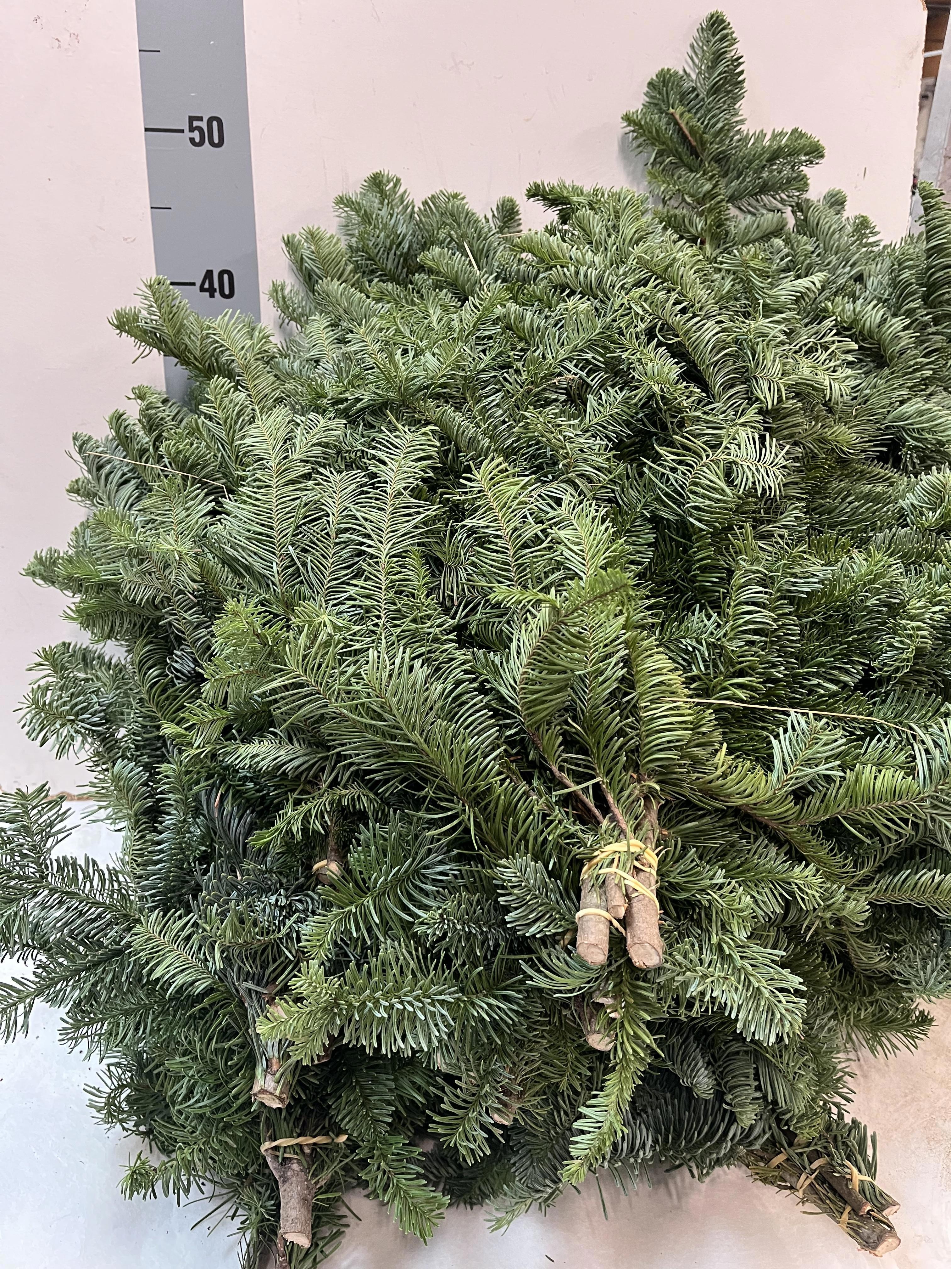 Abies Nobilis Blue