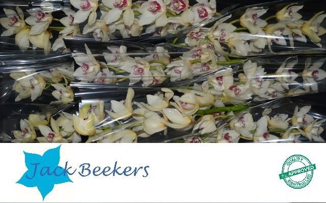 Cymbidium Ivory 8/11bl