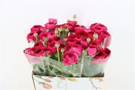 Ranunculus 40cm