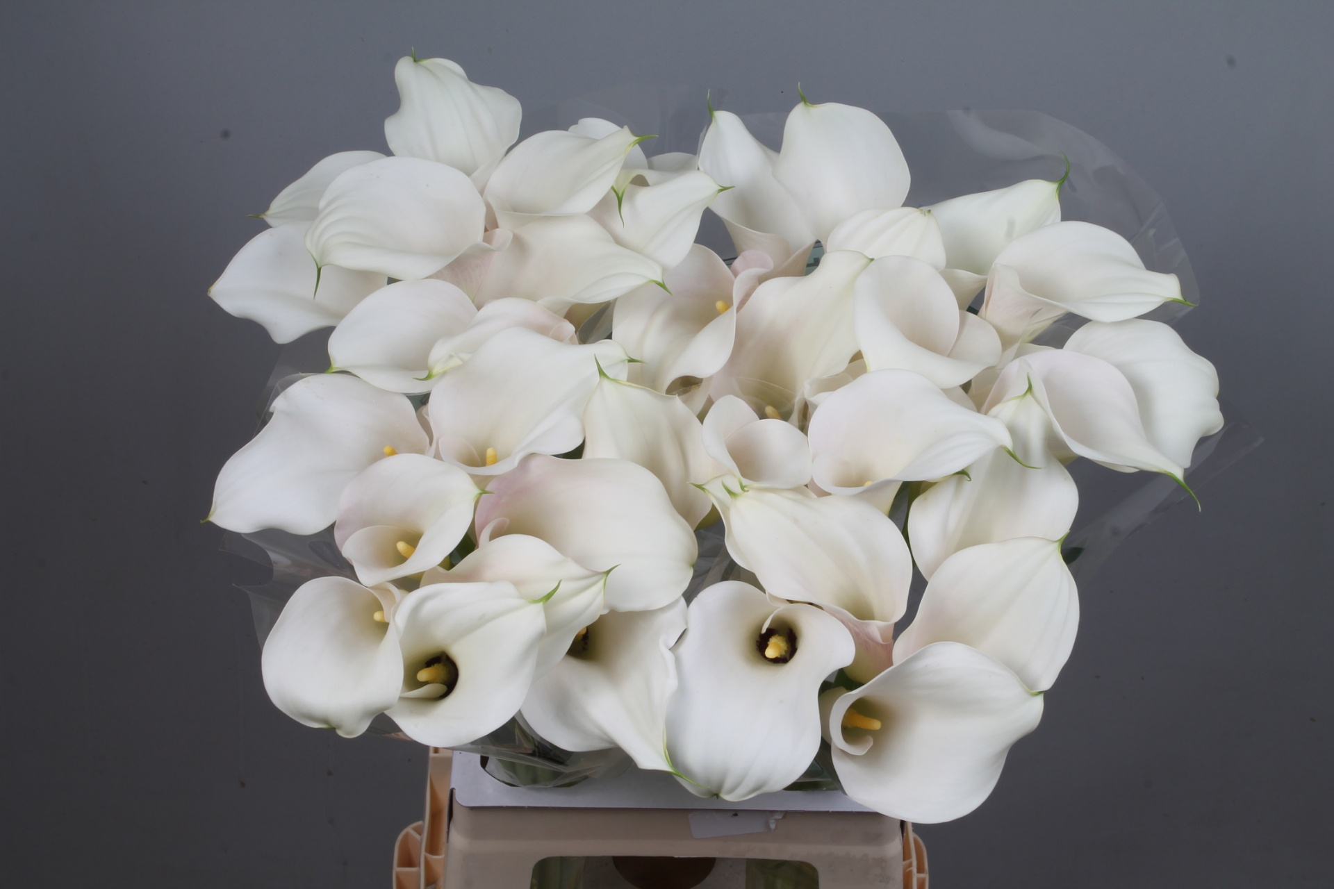 Calla Capt Ventura 70cm