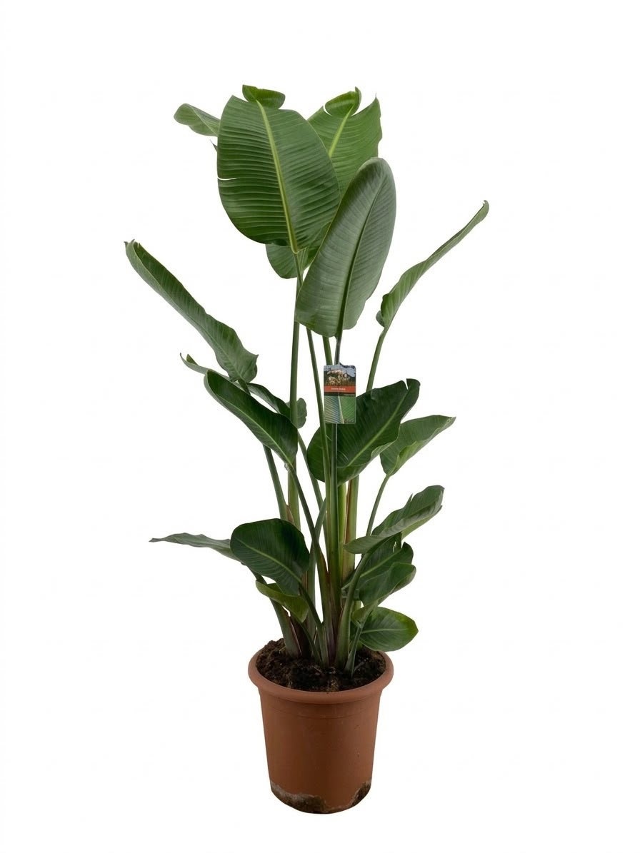 Strelitzia augusta