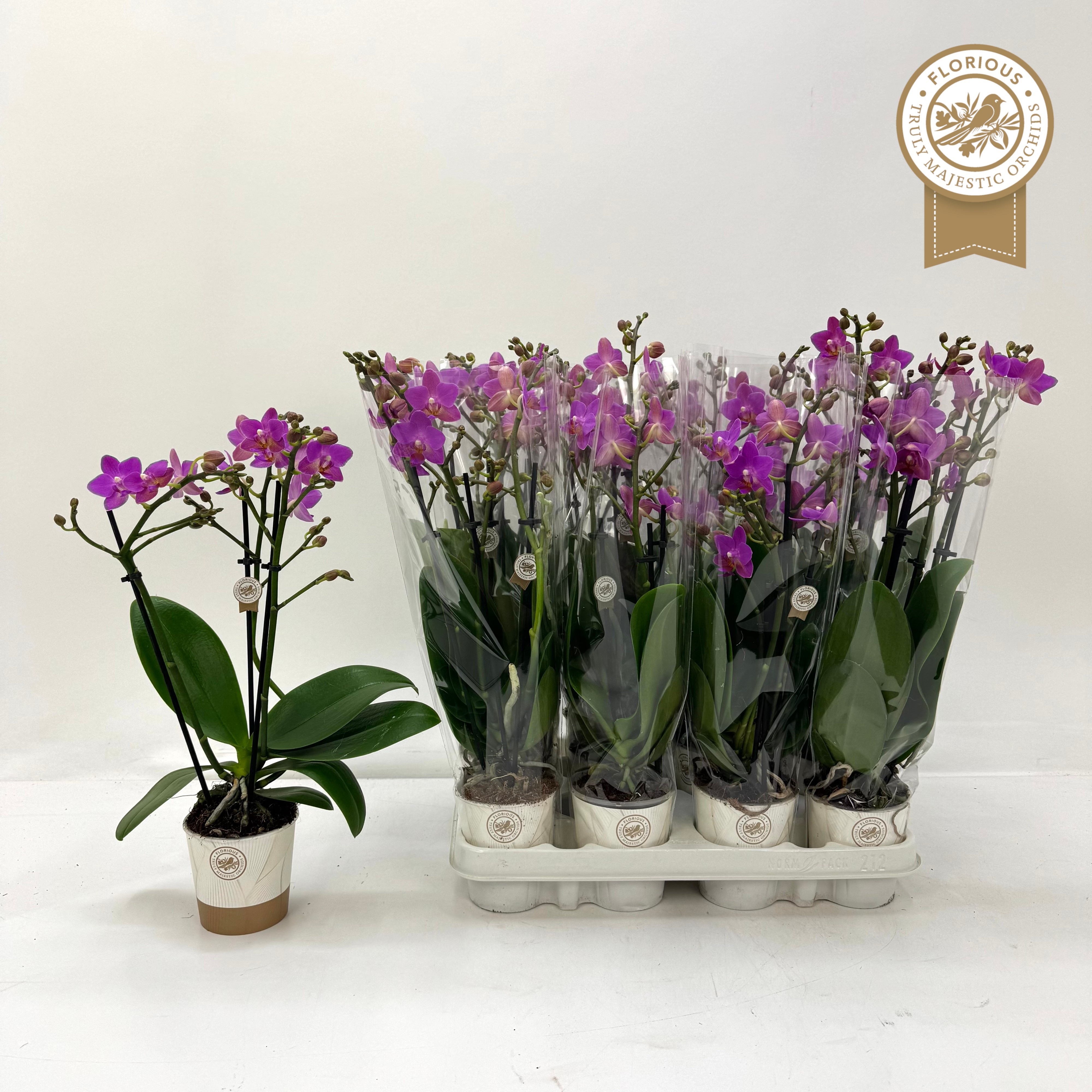 Phal Ov Roze 9P 45H 3TAK 21bloem 23bloei