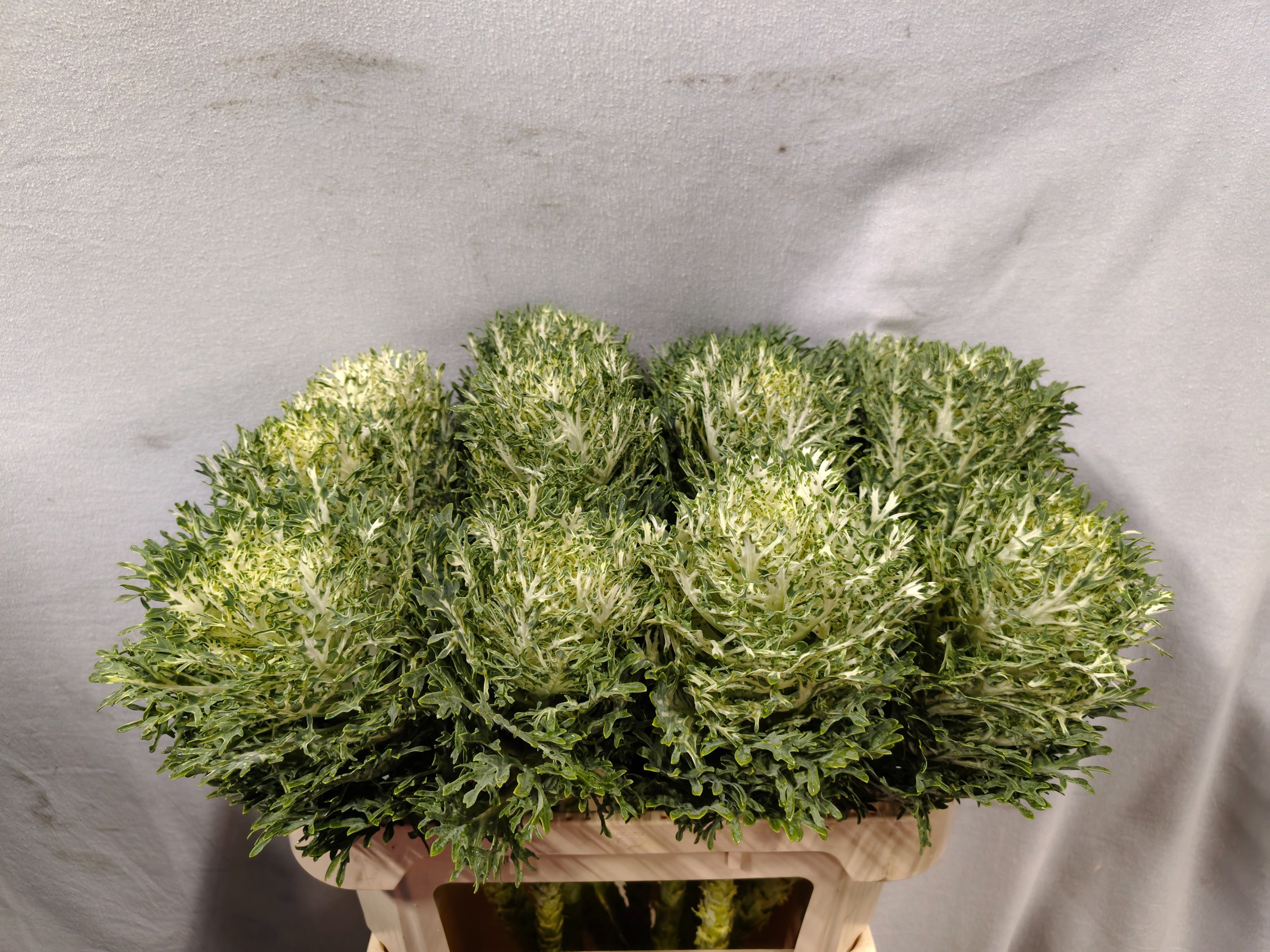 Brassica Crane Fea Snow 70cm