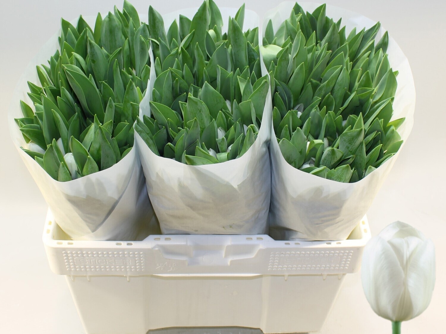 Tulipa Royal Virgin 40cm 30gram