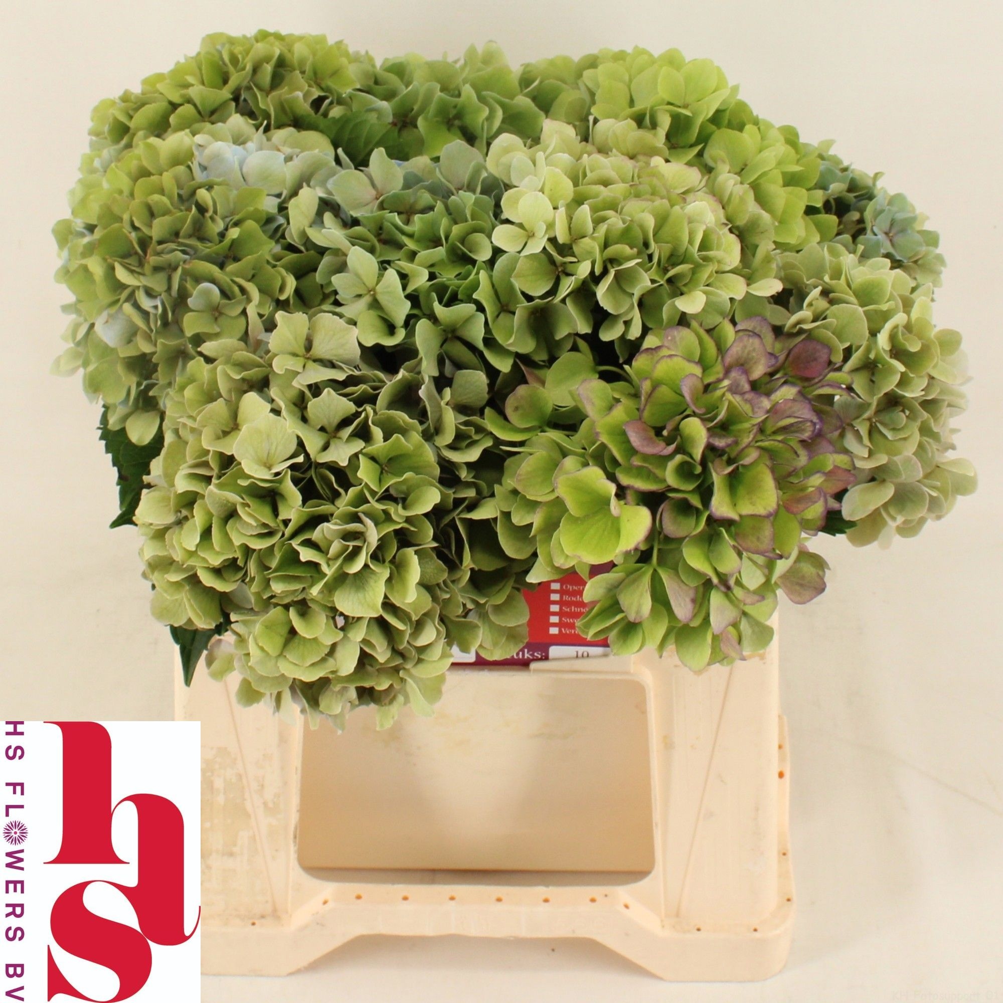 Hydrangea Benefit Classic 40cm 16Ø