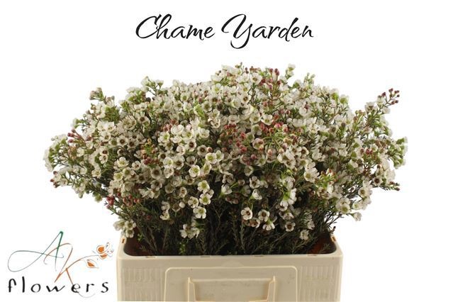Chame Yarden 60cm 23gram