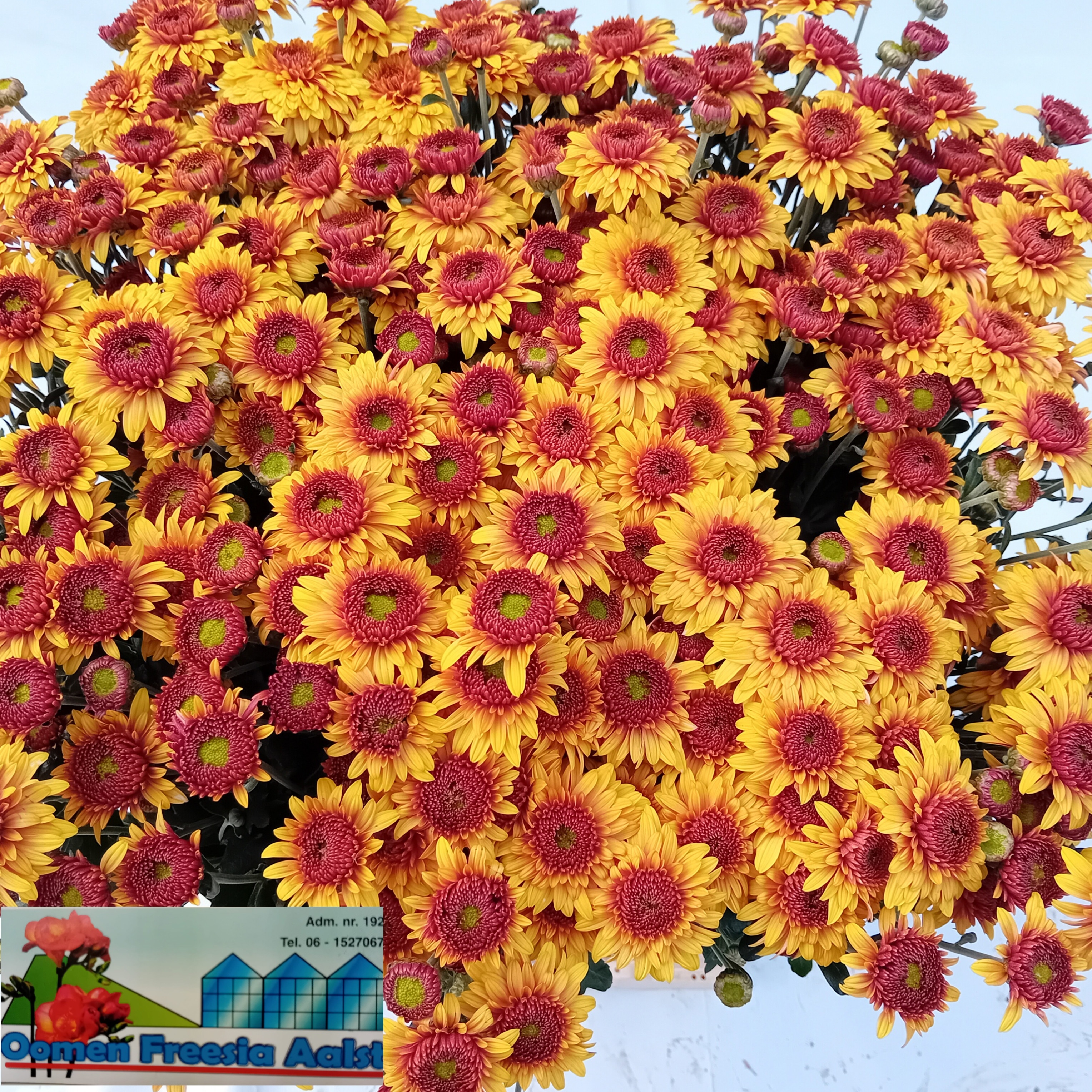 Chrysant Tbu Beppie Bronze 70cm 85gram