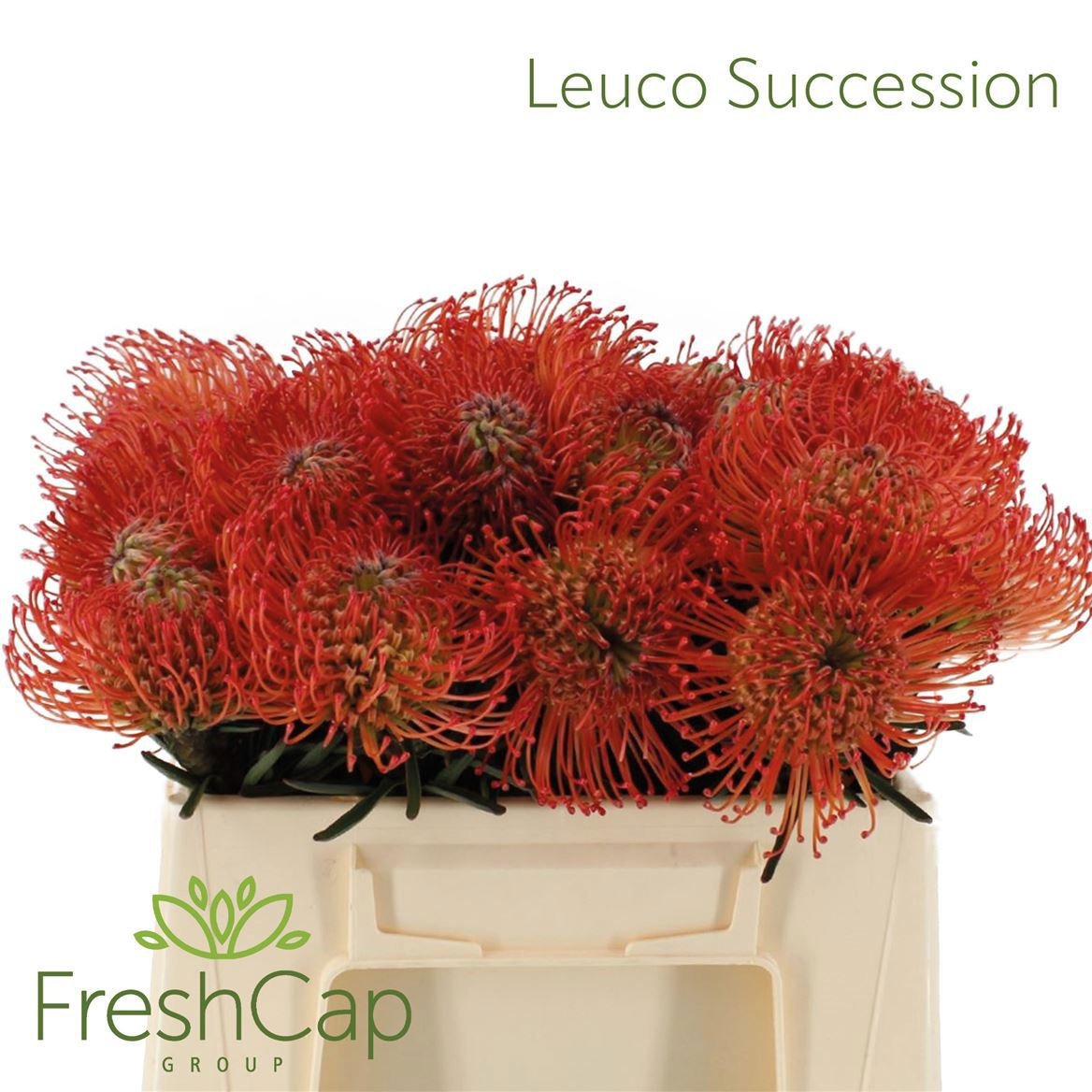 Leuco Co Succession