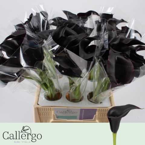 Calla Cantor 40cm