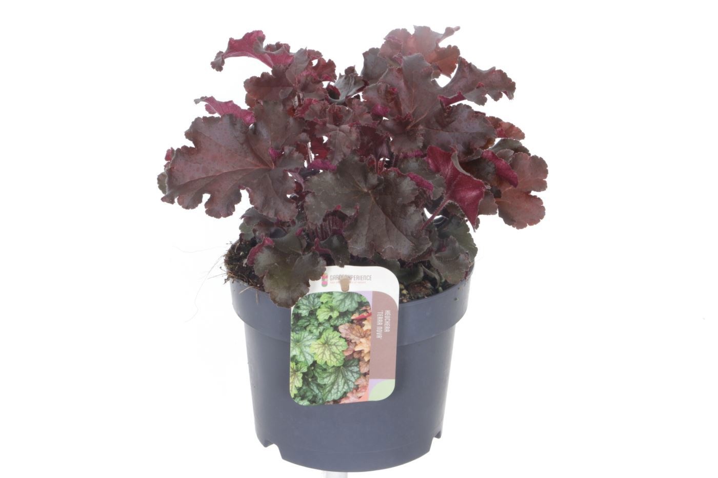 Heuch Ov 17P 15H