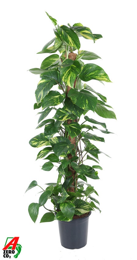 Epipremnum Pinnatum
