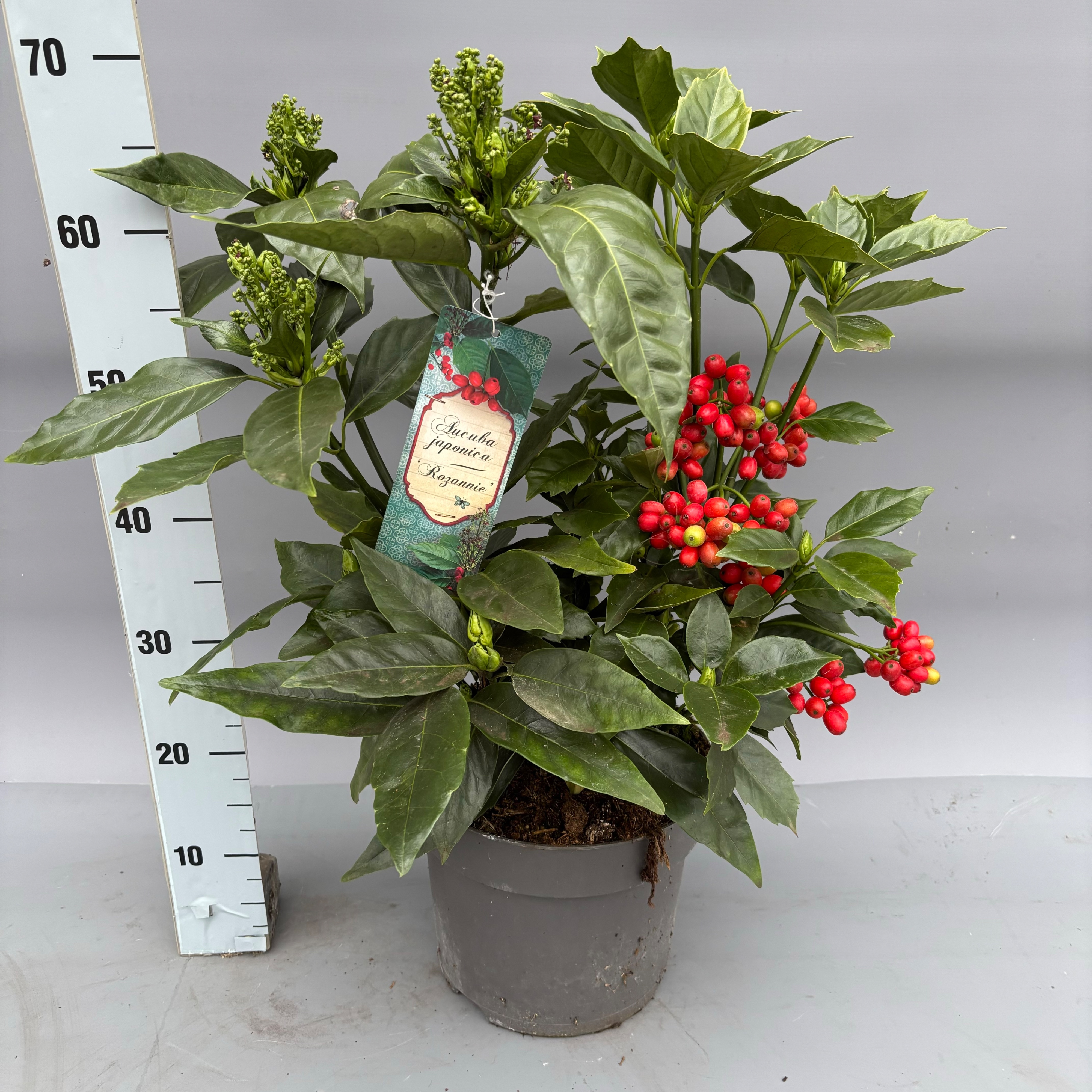 Picture of Aucuba japonica Rozannie P26 (7.5 Ltr) (LOOSE)