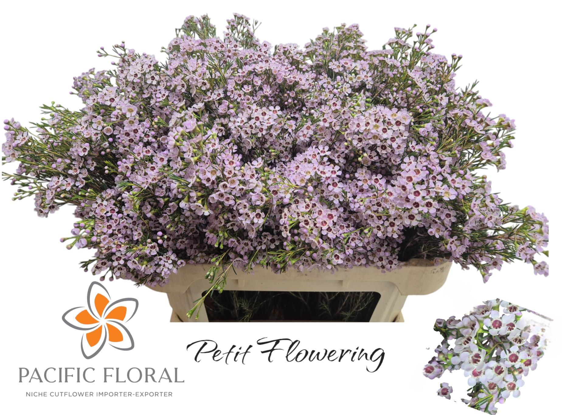 Chamelaucium Michal 70cm 60gram