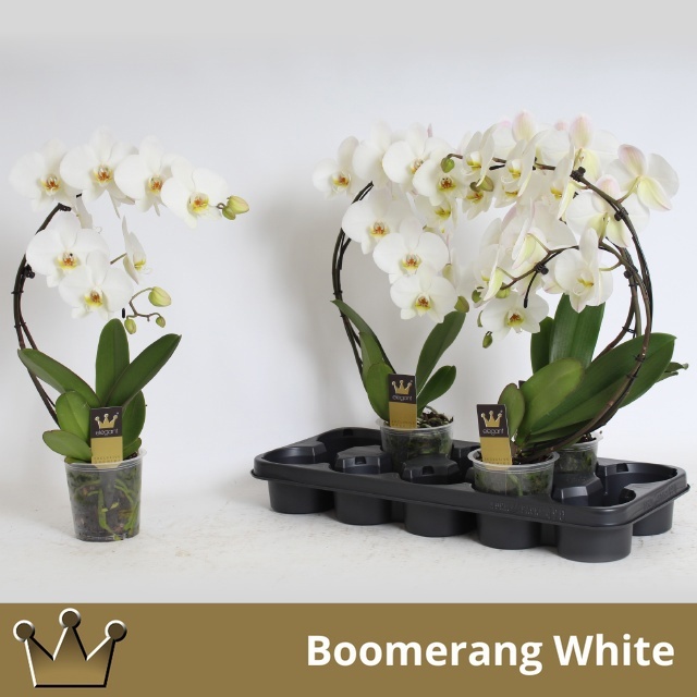 Phal El Cascade 12P 50H 2TAK 16bloem 23bloei