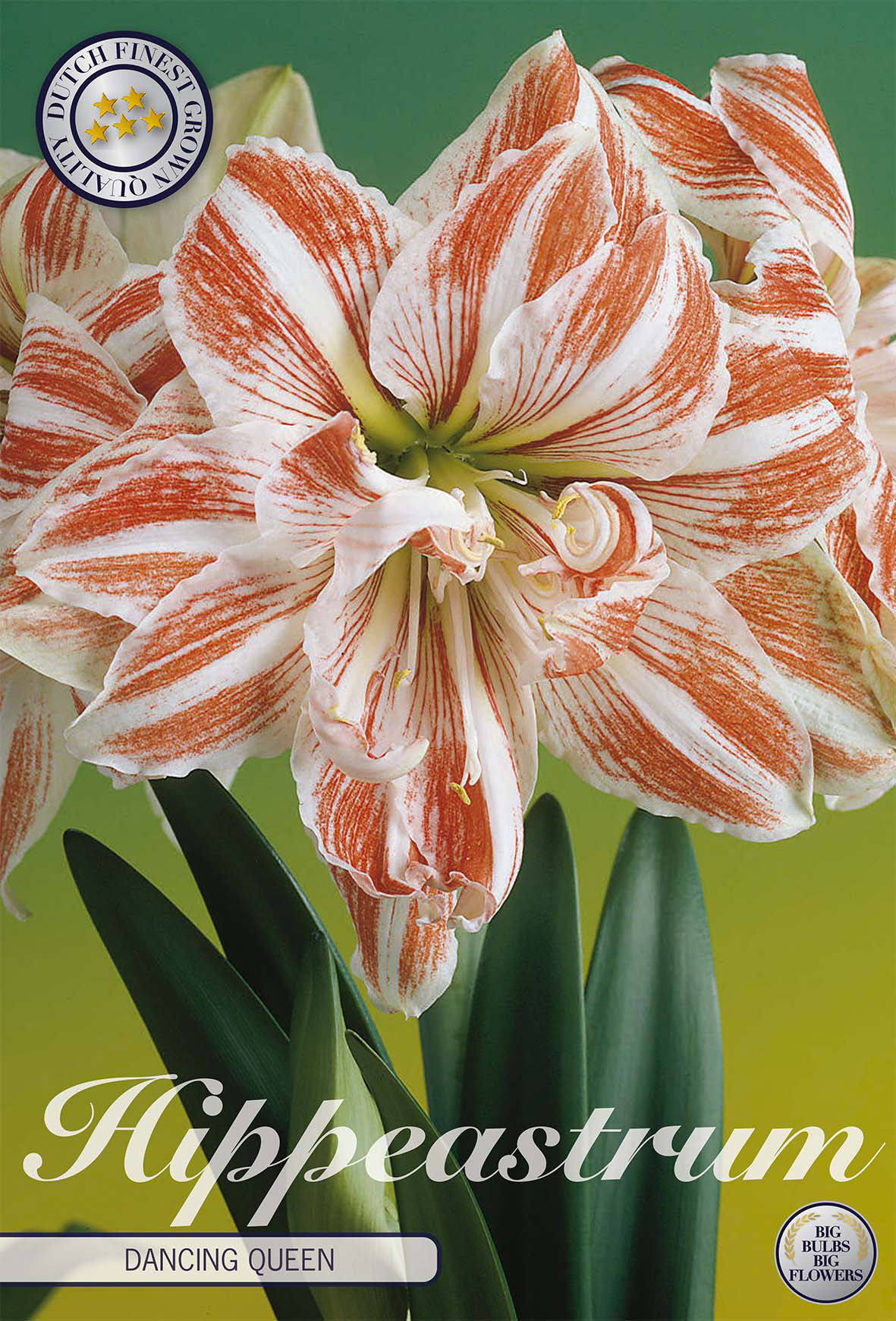 Hippeastrum Double Dancing queen x 1